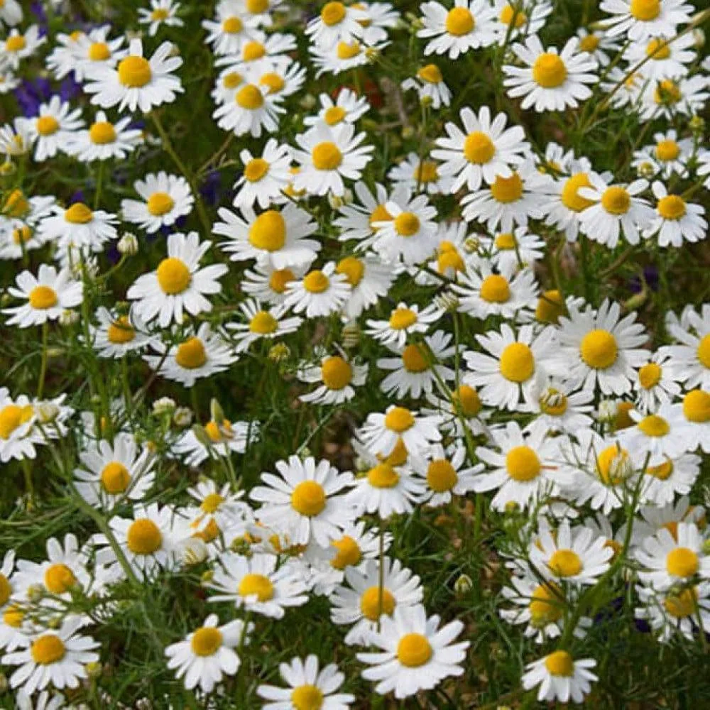 Close-up of premium fresh chamomile (Matricaria chamomilla) flowers blooming in a Fayoum field, ready for harvest and B2B export by HS Herbs.
