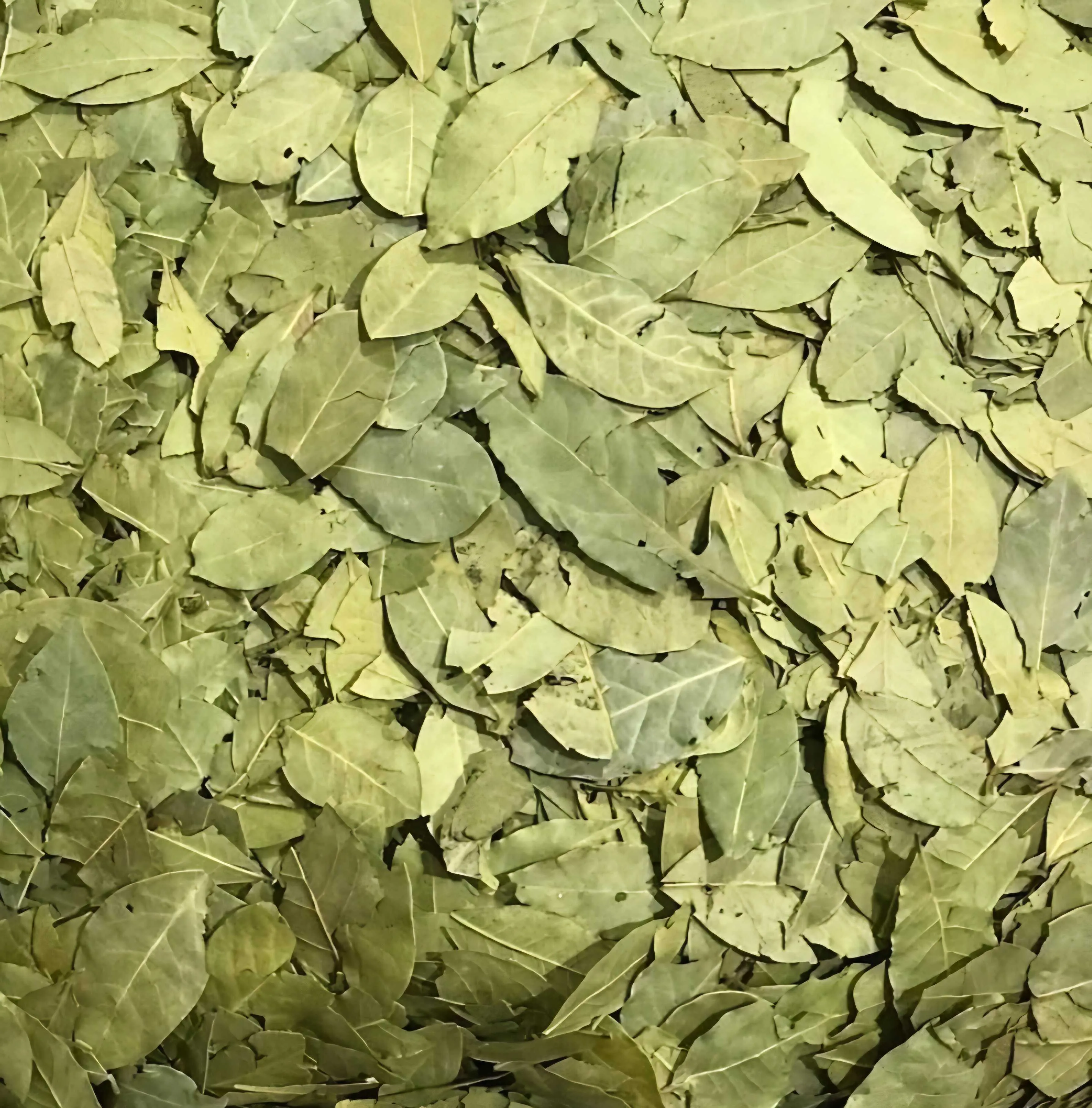 Bay Leaves