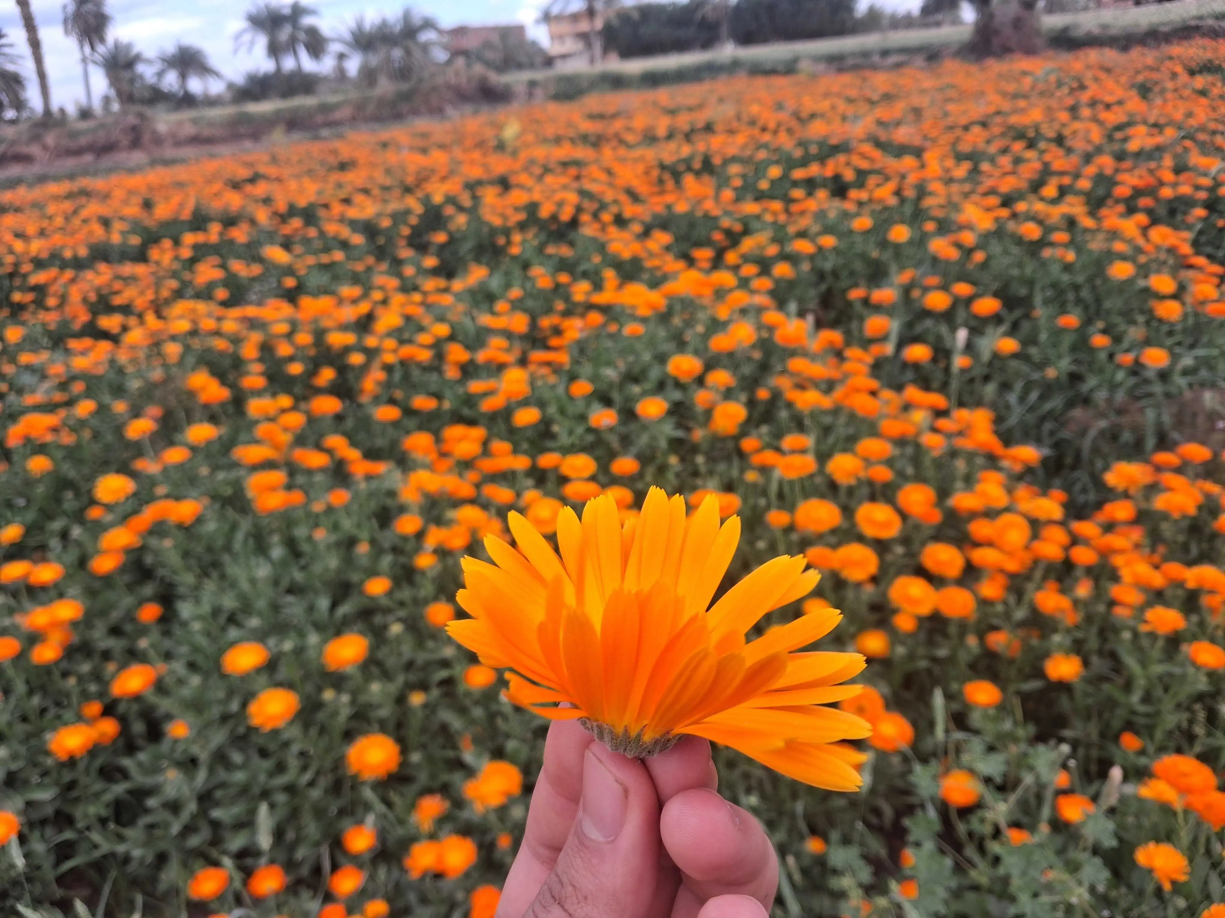 Premium Calendula from Nile Delta, Egypt - HS Herbs Export