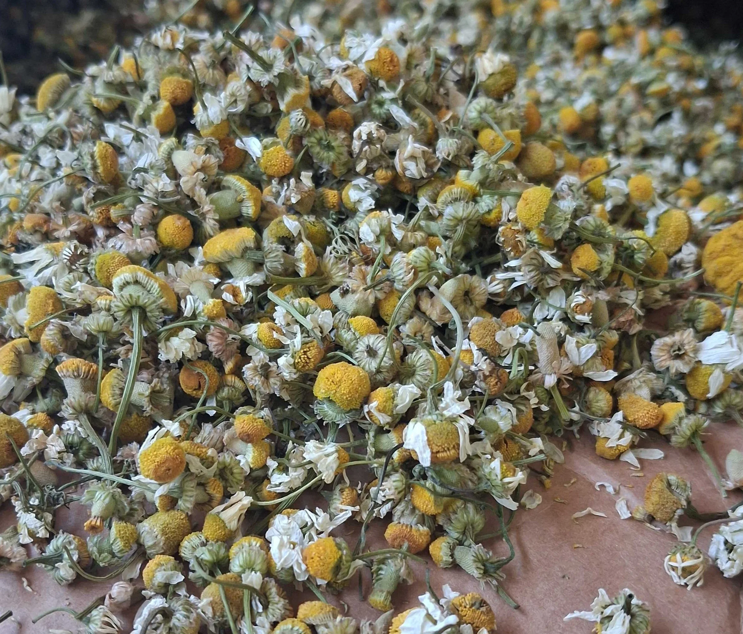 Egyptian Chamomile