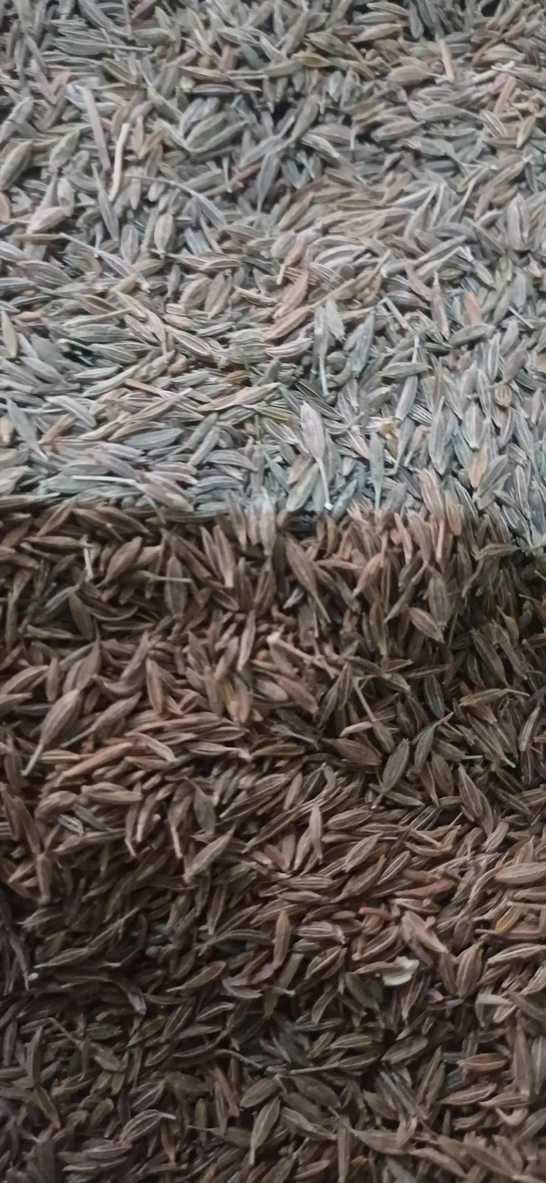 Egyptian Cumin Seeds - High Essential Oil Content Wholesale
