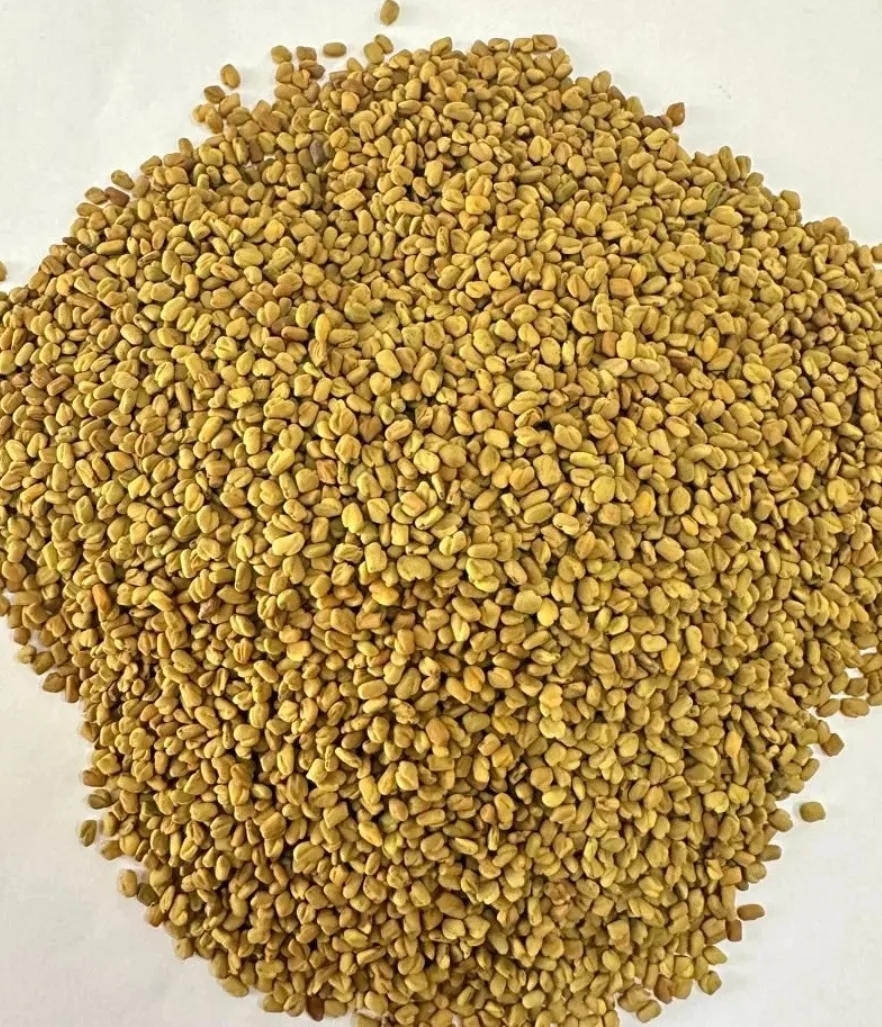 Premium Fenugreek from Upper Egypt - HS Herbs Export
