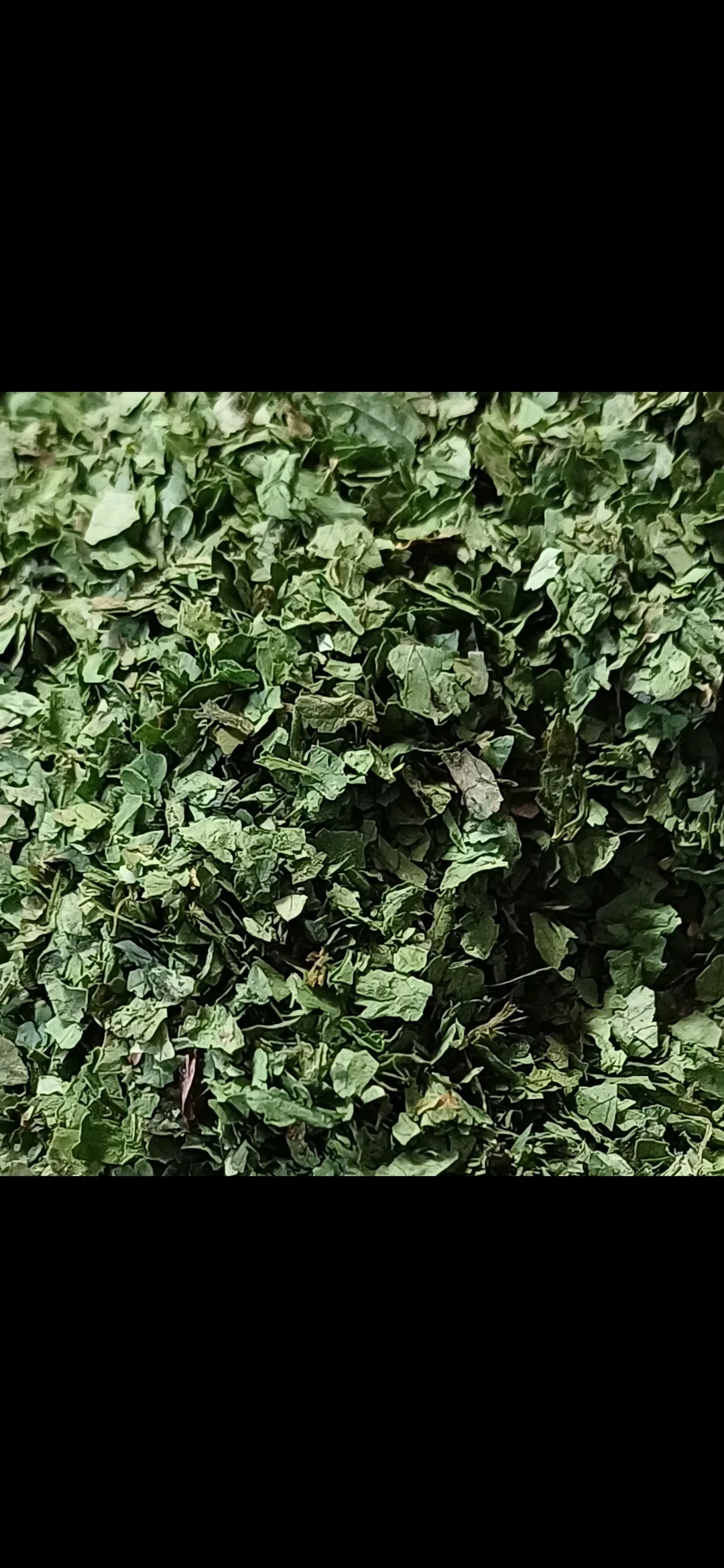 Parsley