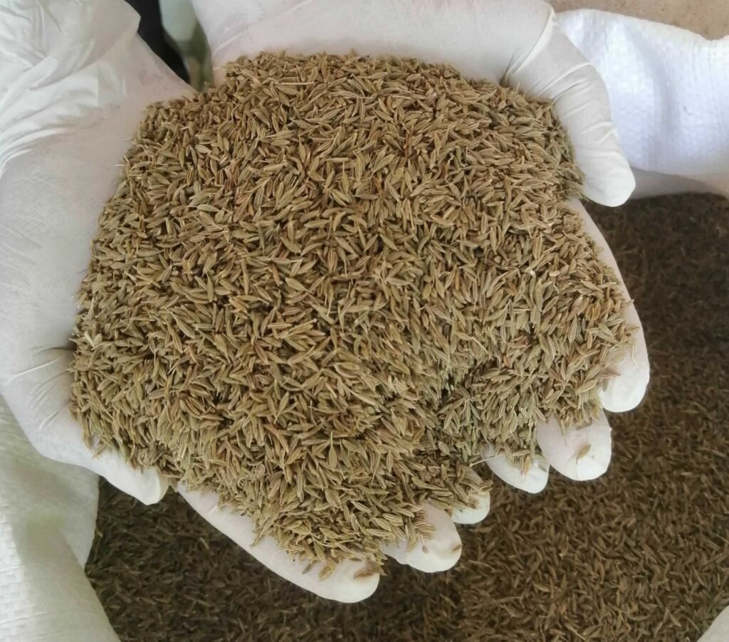 Close-up of gloved hands holding premium Egyptian Cumin seeds, demonstrating strict hygiene and manual quality control at HS Herbs facility in Fayoum.